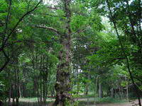 ������ ������